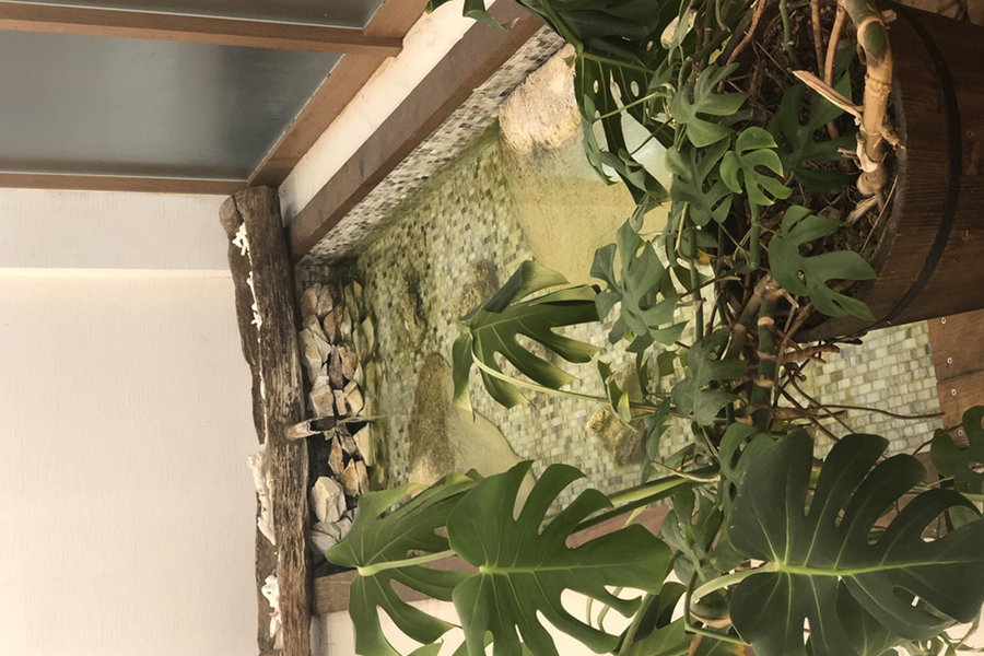 店内オブジェ植物